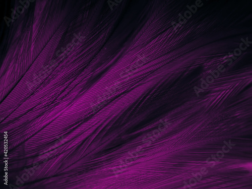 Beautiful abstract purple feathers on dark background, blue feather texture  on black pattern, purple background, colorful feather wallpaper, love  valentines day, dark texture Stock Photo