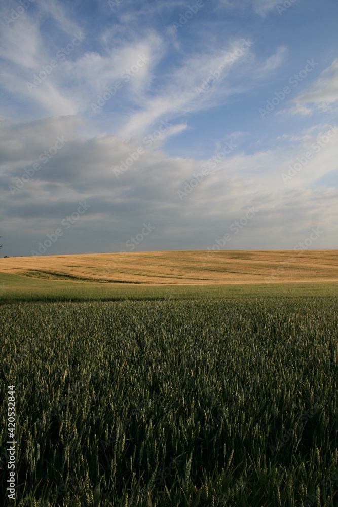 jolies collines cultivées en été