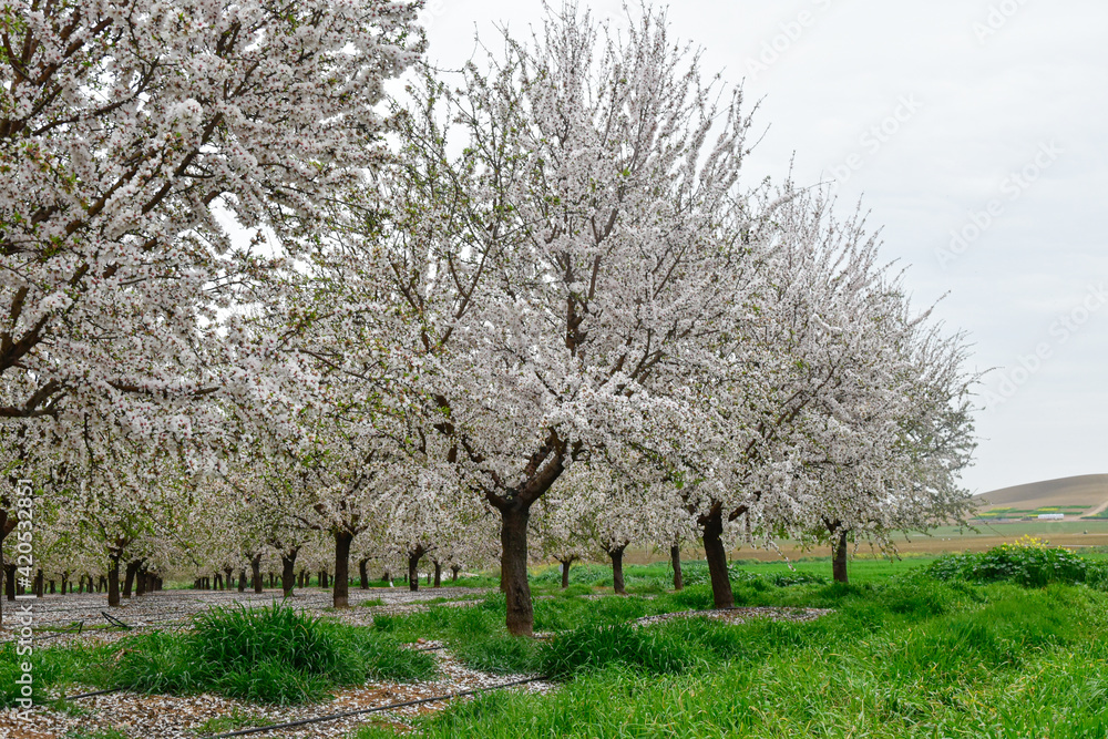 
Árboles de flor de almendro en primavera