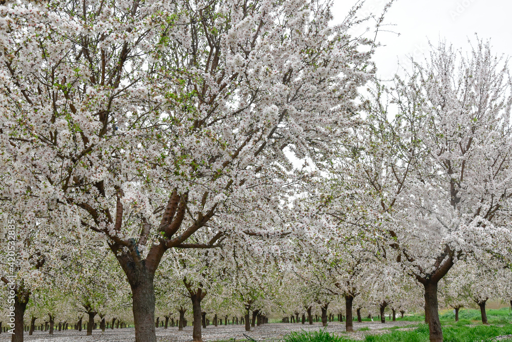Árboles de flor de almendro en primavera
Árboles de flor de almendro en primavera