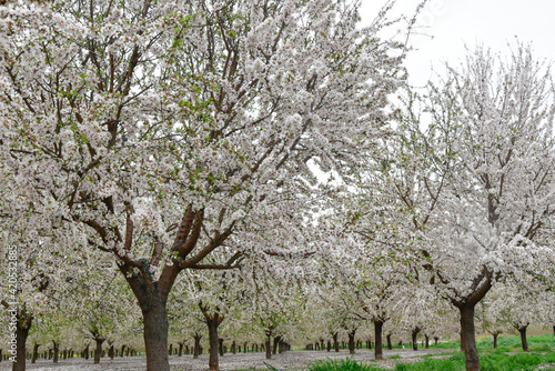  Árboles de flor de almendro en primavera