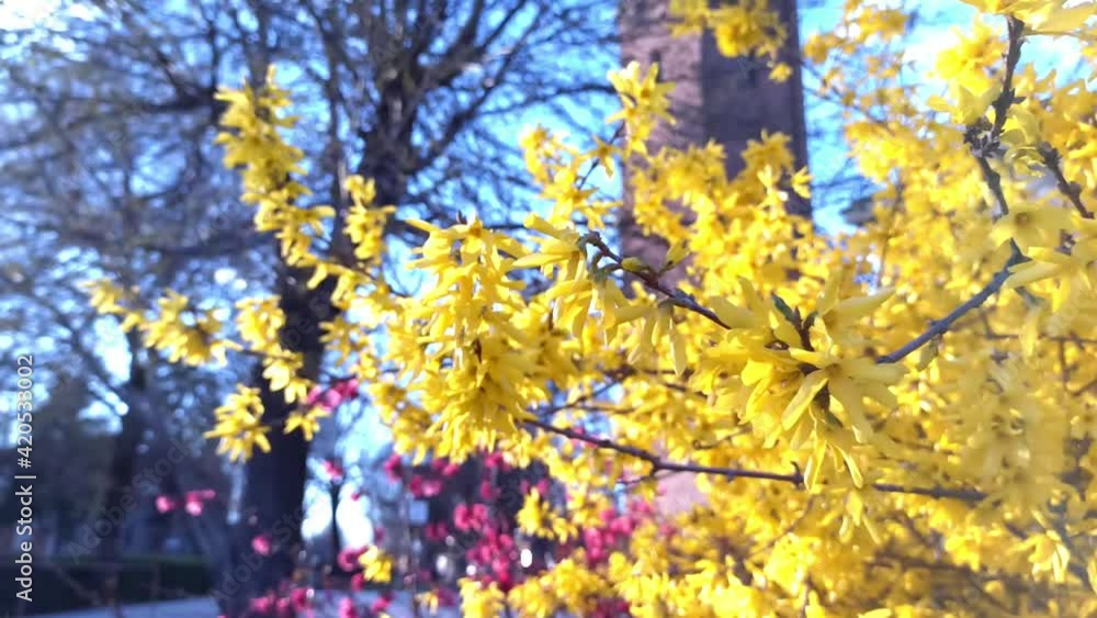 yellow flowers moving in the wind with old church in background yellow flowers moving in the wind with old church in background