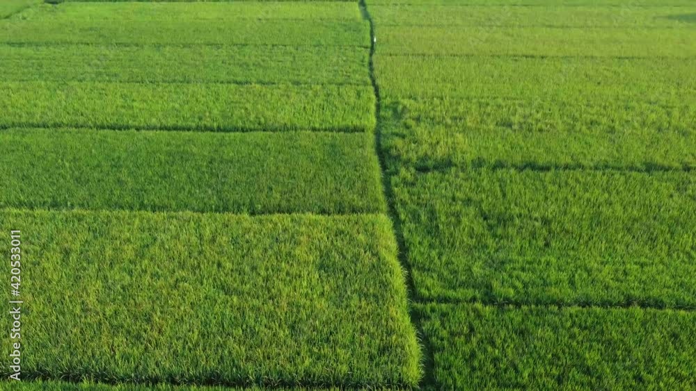 Aerial view of the green and yellow rice field in the morning Aerial view of the green and yellow rice field in the morning