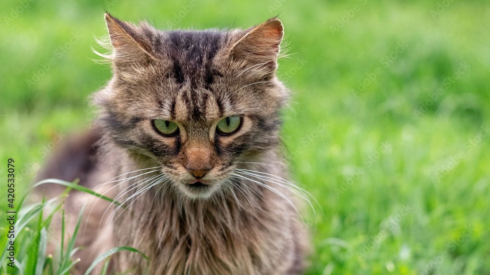 Fluffy cat with an evil look sits on the grass