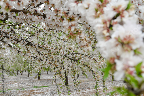 Foto Árboles de flor de almendro en primavera