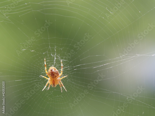 Eine Spinne in ihren Netz A Spider in your Network