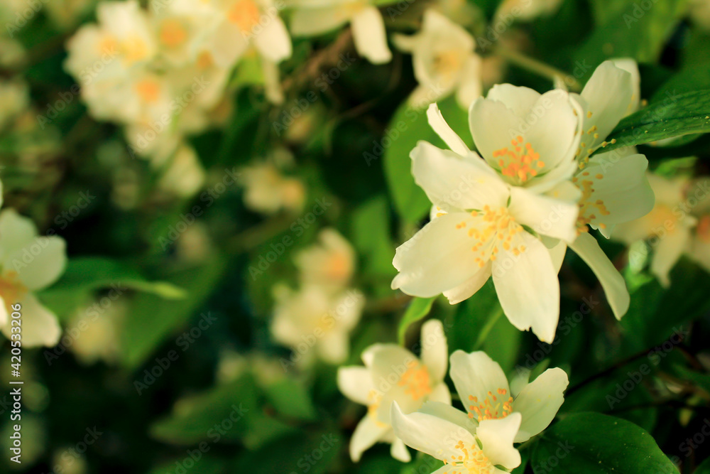Obraz premium Philadelphus Coronarius plant in the garden