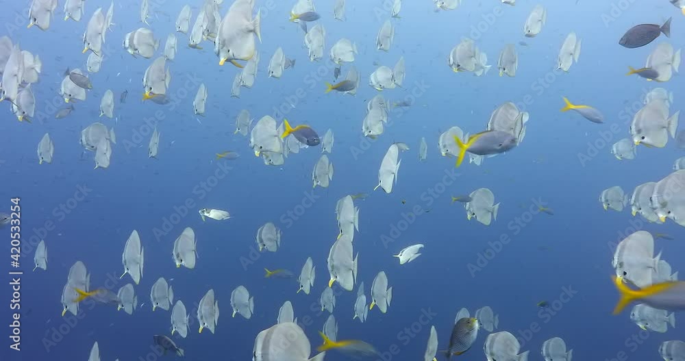 Large school of batfish gathering in middle of deep blue sea, mid-distance 4K shoot Large school of batfish gathering in middle of deep blue sea, mid-distance 4K shoot