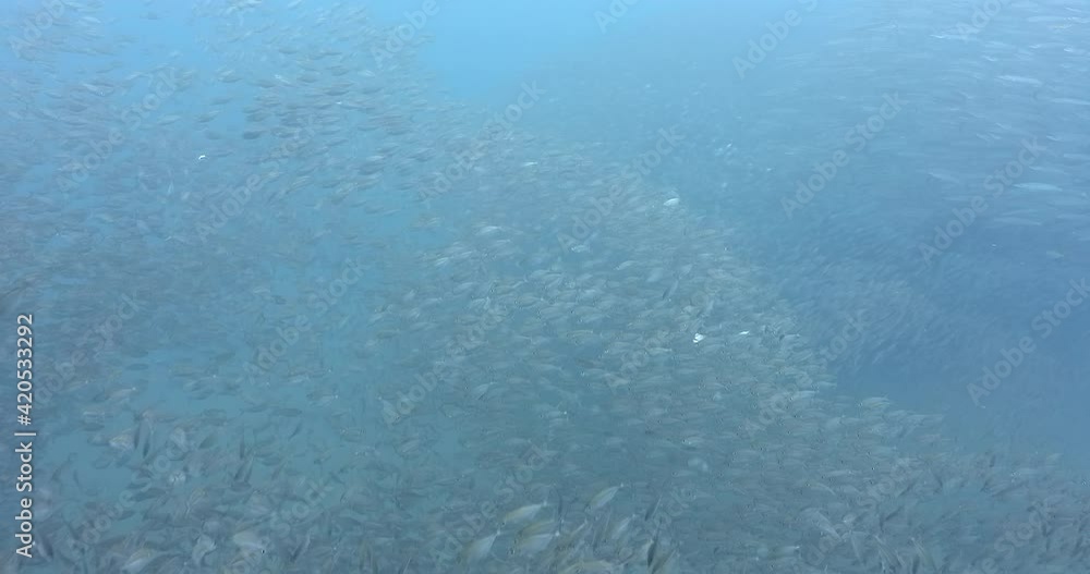 Large school of barracuda hunting massive scad fish in deep blue sea, panorama 4K shoot Large school of barracuda hunting massive scad fish in deep blue sea, panorama 4K shoot