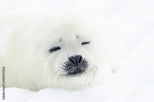 Newborn seal. Squirrel seal. White fluffy harp seal  photo