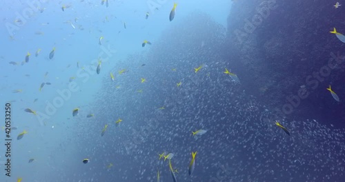 Dense mackerel scad fish cloud gleaming down rocks in deep blue sea, panoramic 4K shoot photo