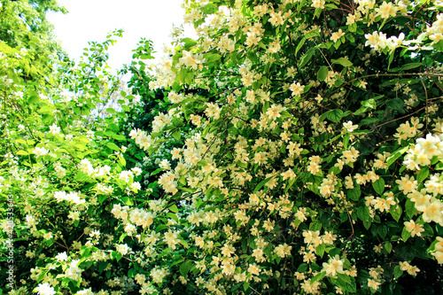 Philadelphus Coronarius plant in the garden