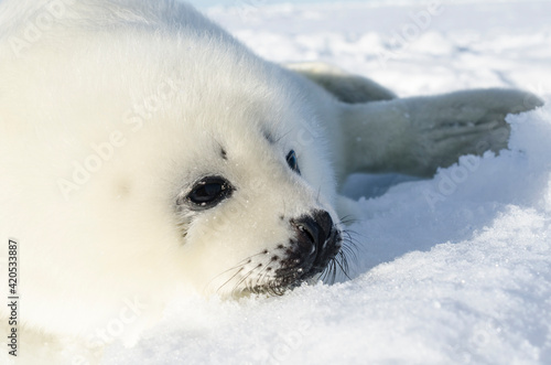 Newborn seal. Squirrel seal. White fluffy harp seal 