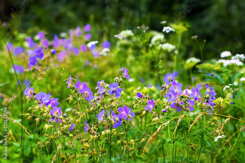 Flax blossom on a meadow on a sunny day