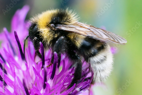 Striped bumblebee collecting pollen on blooming purple flower of thistle. Macro photo