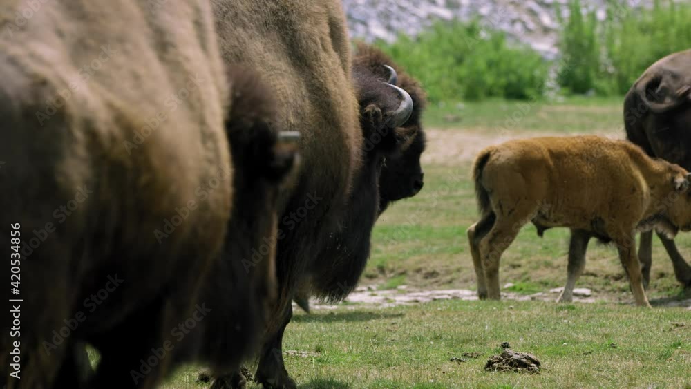 Heard of bison walking through plain on hot summer day Heard of bison walking through plain on hot summer day