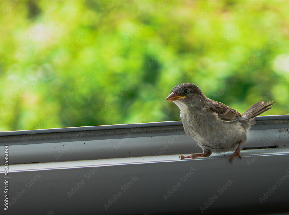 sparrow in window sparrow in window