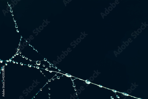 Blue toned natural backdrop made of filigree spiderweb.Abstract background with web threads garland with water droplets on it with copy space