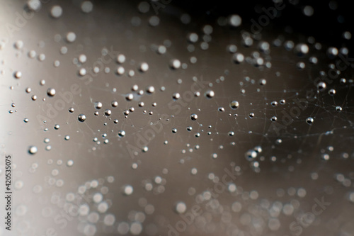 Natural background with spiderweb. Many round spheric water dops on delicate thin filaments of wet web on it