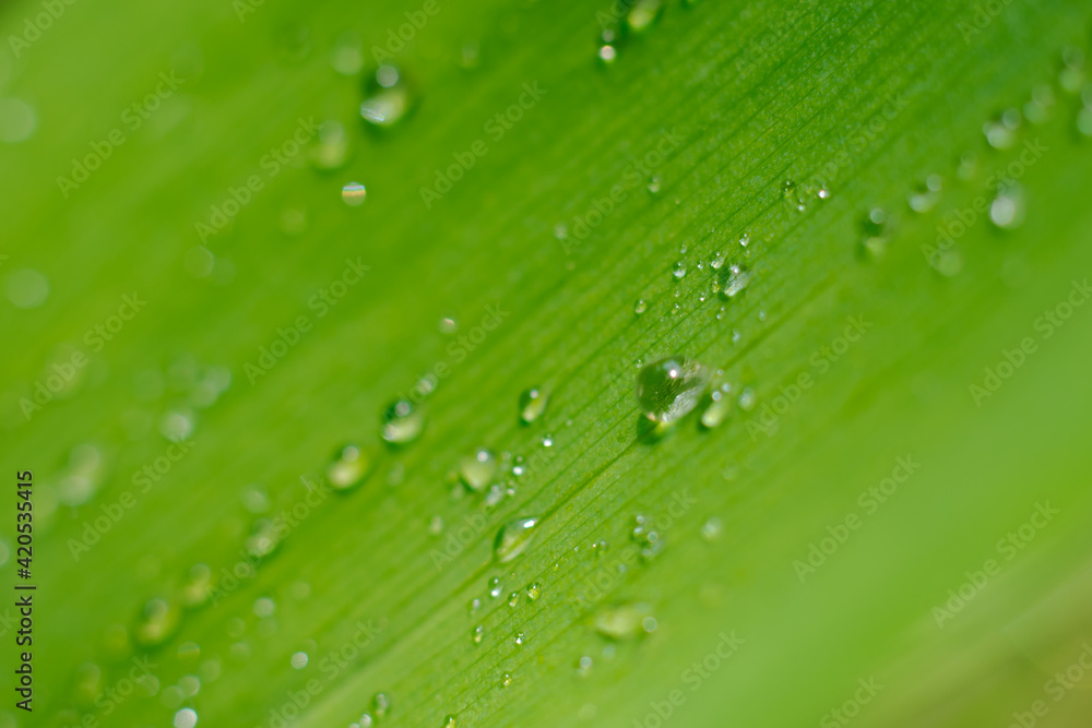 Soft focus lens photo with green wide leaf with waterdrops as botanical backdrop