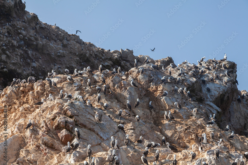 Colony of Peruvian boobies and gannets, in the Ballestas Islands, within the protected area of the Paracas national reserve, north coast of the Paracas peninsula, Pisco, department of Ica, Peru. Colony of Peruvian boobies and gannets, in the Ballestas Islands, within the protected area of the Paracas national reserve, north coast of the Paracas peninsula, Pisco, department of Ica, Peru.