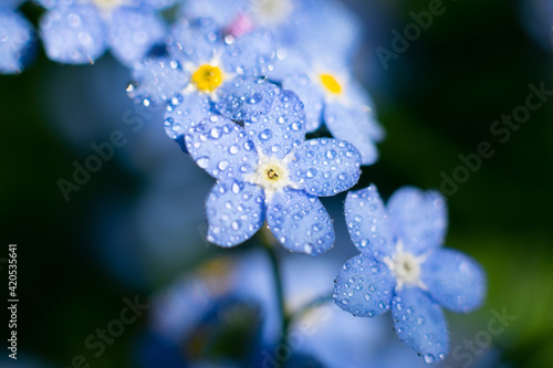 Wet petals with water drops of forget-me-not flowers glowing on sunlight beams.Macro photo close up