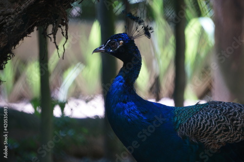 Wallpaper Mural caged peacock Torontodigital.ca