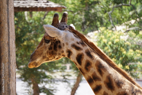 back of giraffe
