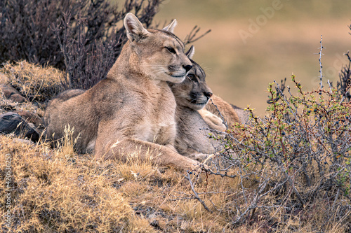 Pumas descansando photo