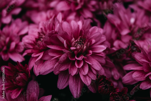 pink chrysanthemum flower