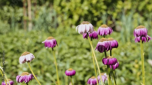 Closed red daisies in late summer. High quality 4k footage
