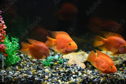Orange parrot fish in the aquarium. (Red Parrot Cichlid)