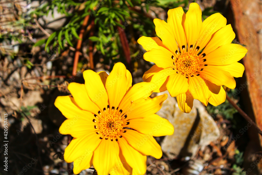 Colorful yellow Gazania Flower in the garden Colorful yellow Gazania Flower in the garden