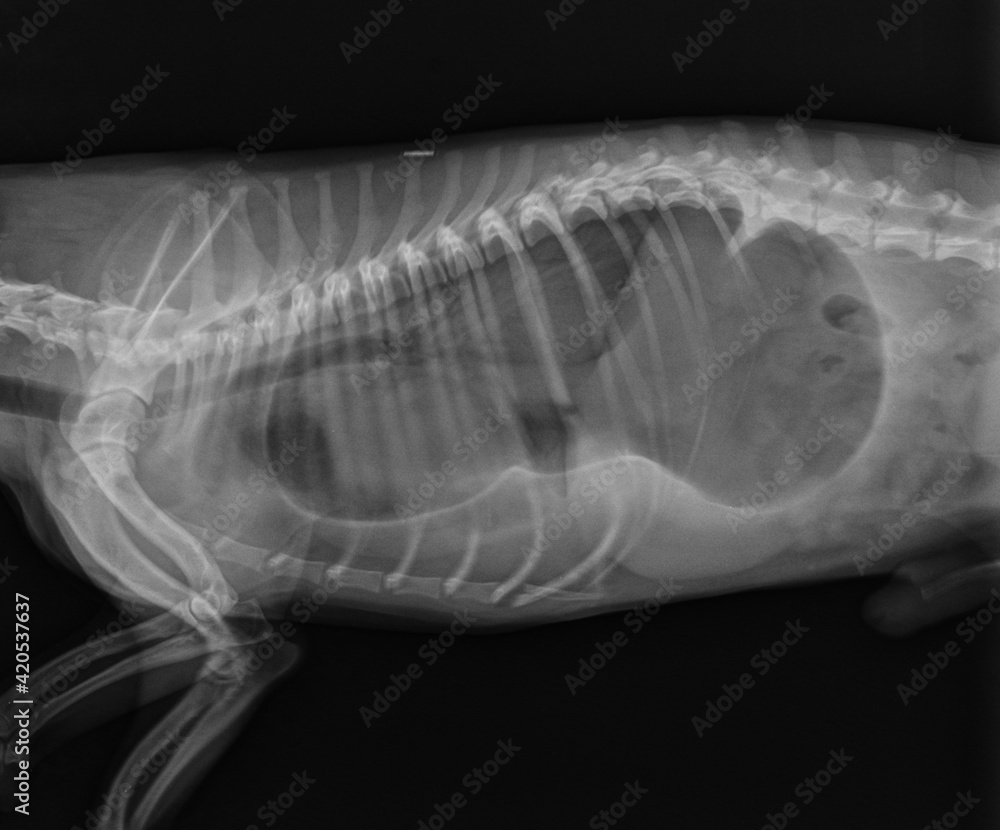 Dog X Ray. Diaphragmatic Hernia in Dog. Stomach Herniated in the Thorax