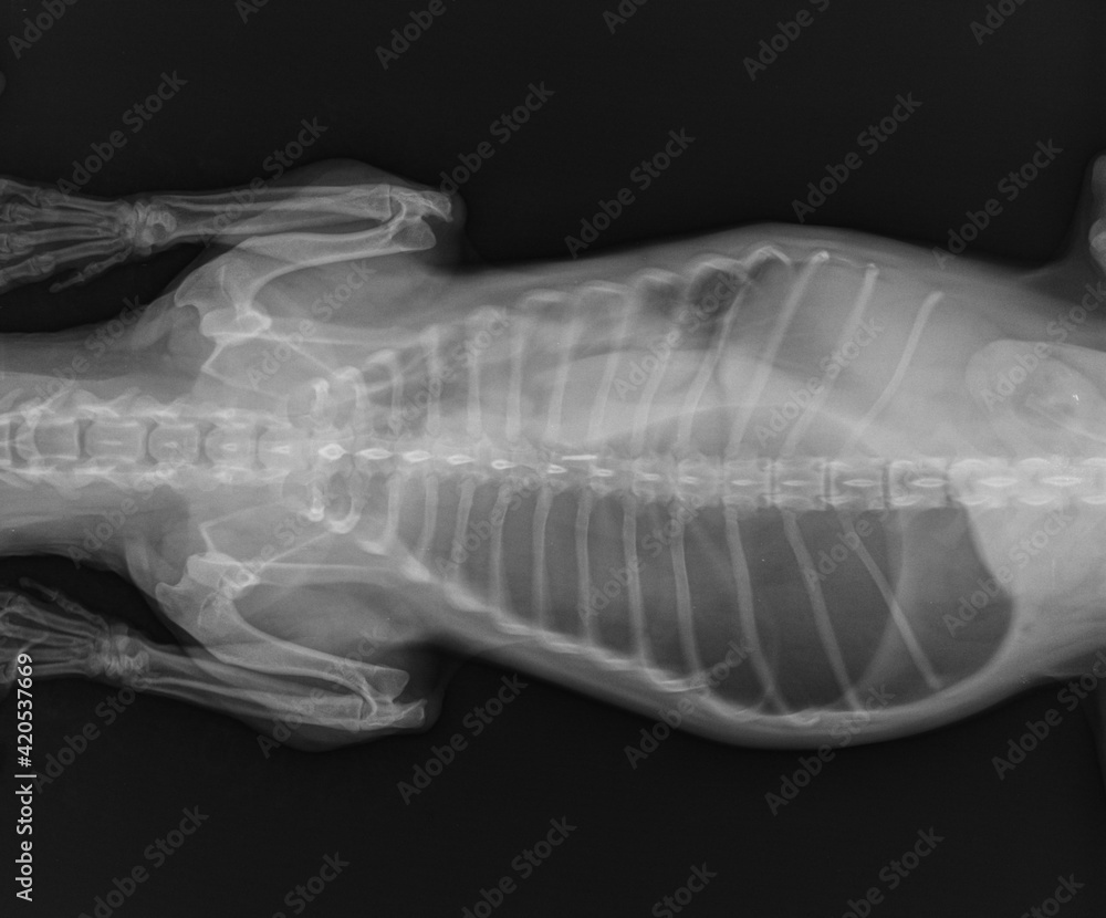 Dog X Ray. Diaphragmatic Hernia in Dog. Stomach Herniated in the Thorax