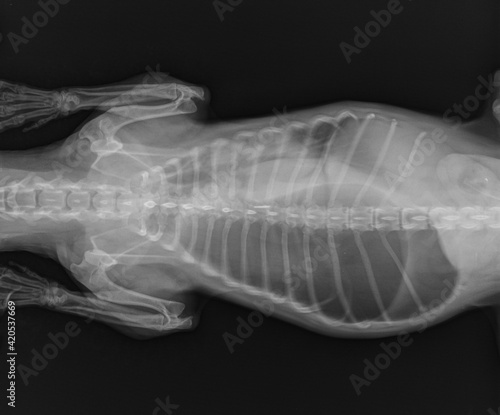 Dog X Ray. Diaphragmatic Hernia in Dog. Stomach Herniated in the Thorax. Ventral View