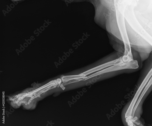Fotografie, Obraz Dog X Ray Showing Radius and Ulna Fracture. Lateral View