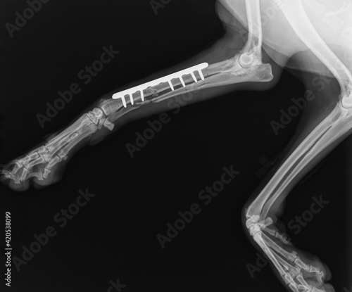 Dog X Ray. Radius and Ulna Fracture Repair with Plate and Screw in Dog