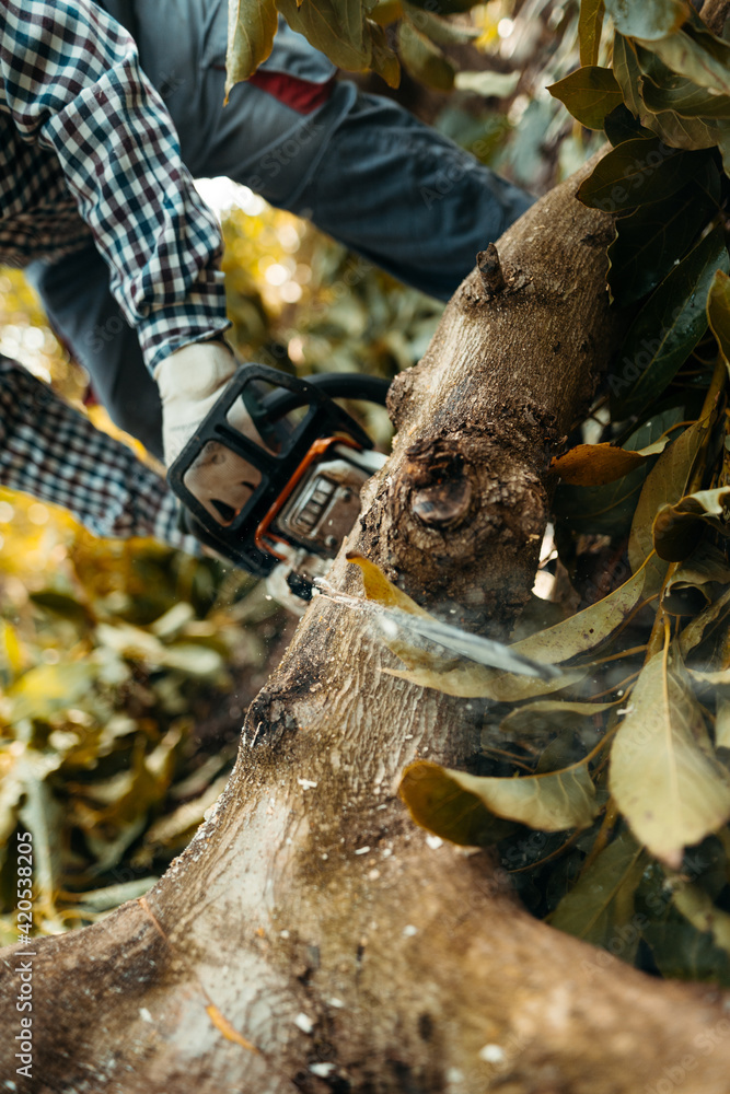 A man sawing firewood with a chainsaw in a organic avocado plantations in Málaga, Andalusia, Spain. Pruning season