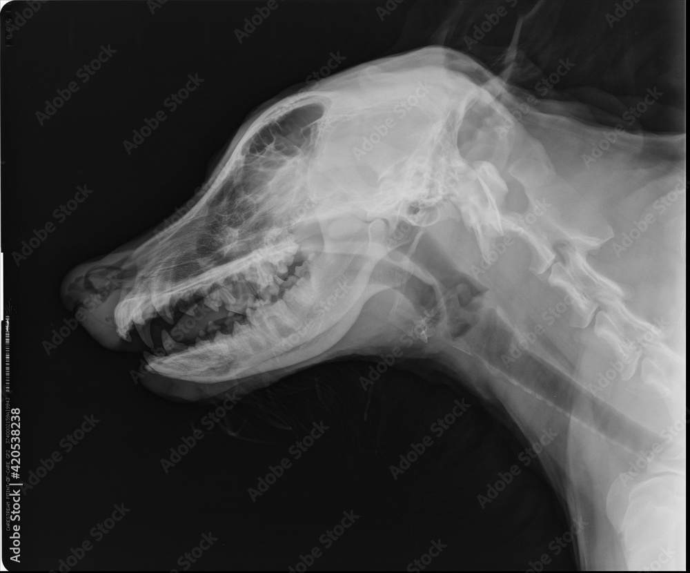 Dog X Ray Lateral Head and Neck Radiograph Stock Photo | Adobe Stock