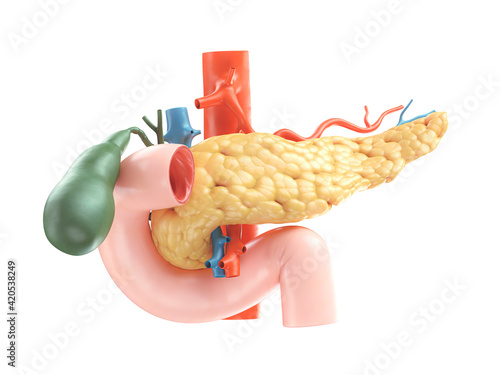 Anatomically accurate illustration of human pancreas with gallbladder, duodenum and blood vessels. 3d rendering photo