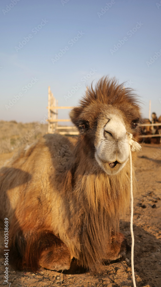 A camel in a deserted arid scenery