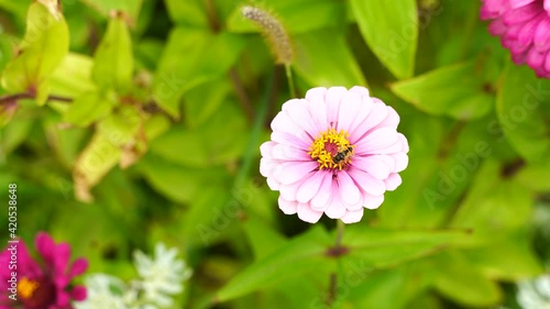 A wild bee collects nectar from a pink flower. Blurred green background. High quality 4k footage