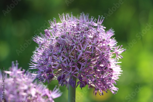 Large purple flower of decorative onion