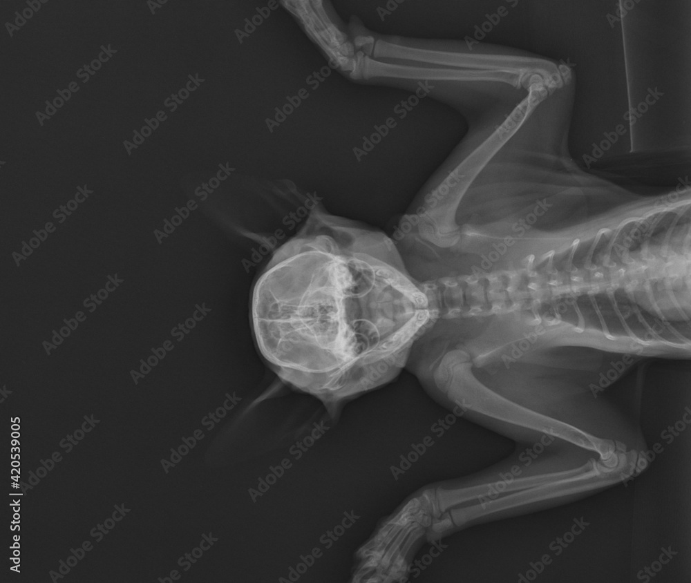 Cat X Ray Showing Tympanic Bulla. Cranial View foto de Stock Adobe Stock