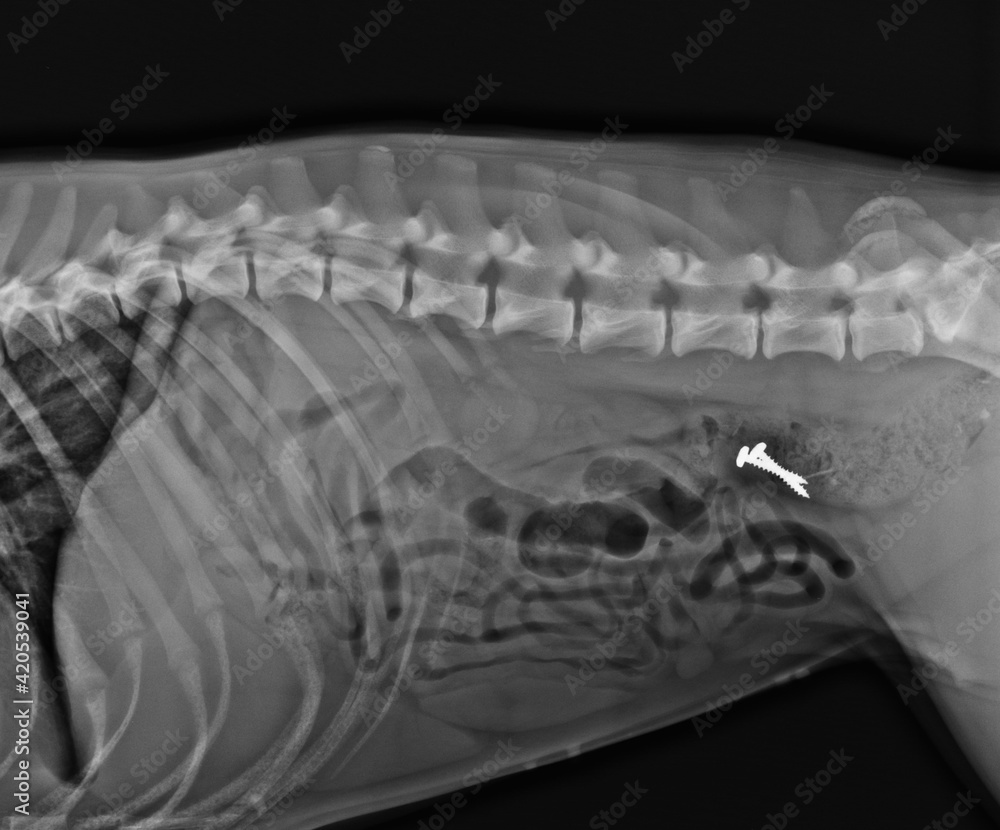 Dog X Ray. Foreign Body in Dog Colon. Two Screws in Dog Abdomen StockFoto Adobe Stock