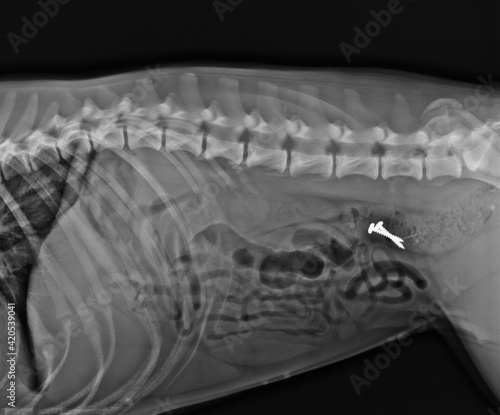 Dog X Ray. Foreign Body in Dog Colon. Two Screws in Dog Abdomen