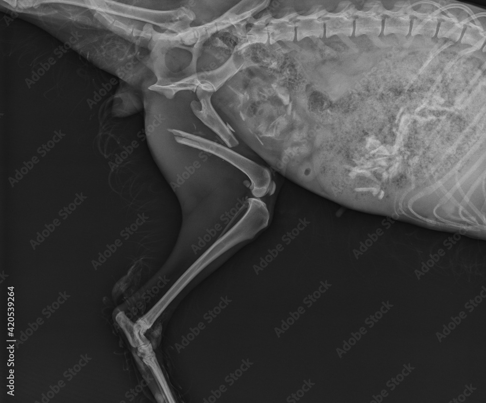 Dog X Ray Showing Proximal Femoral Fracture. Left Leg Medial View Stock