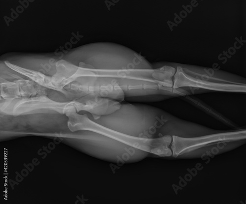 Dog X Ray Showing Pelvic Fracture