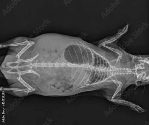 Guinea Pig X Ray Abdomen and Thorax Radiograph